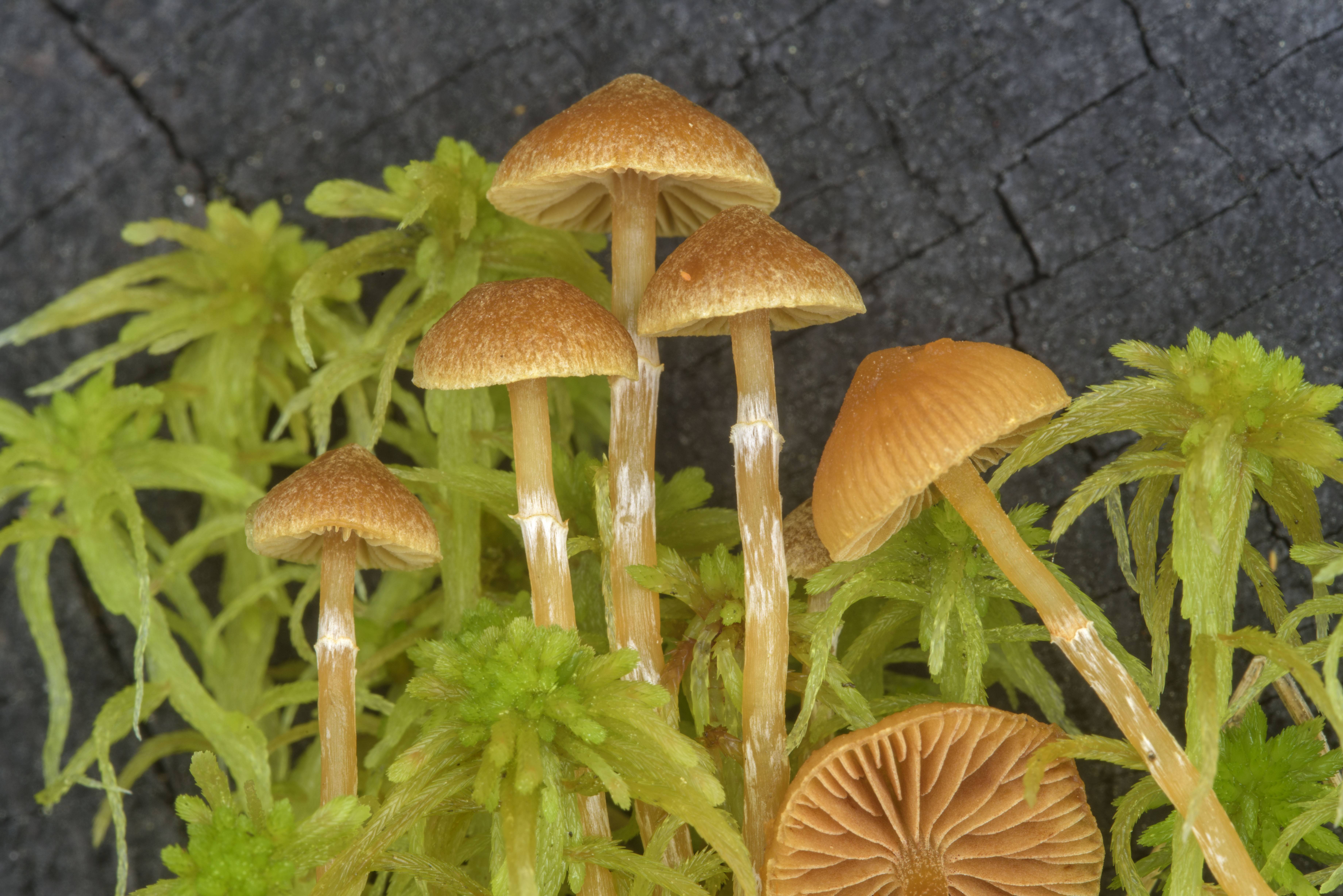 Галерина болотная - описание, где растет, ядовитость гриба