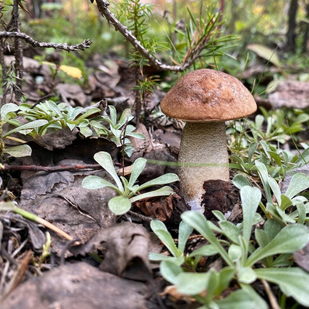 Гриб подберезовик – сытная легенда русского леса - грибы собираем