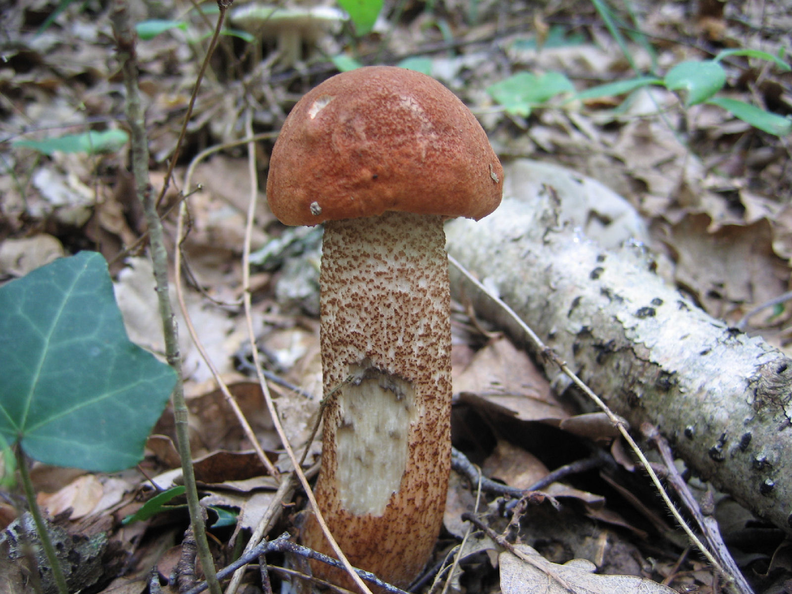 Подберёзовик обыкновенный (leccinum scabrum) – грибы сибири