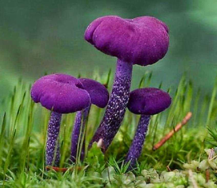 Лаковица аметистовая или лиловая: фото, описание и где растет гриб