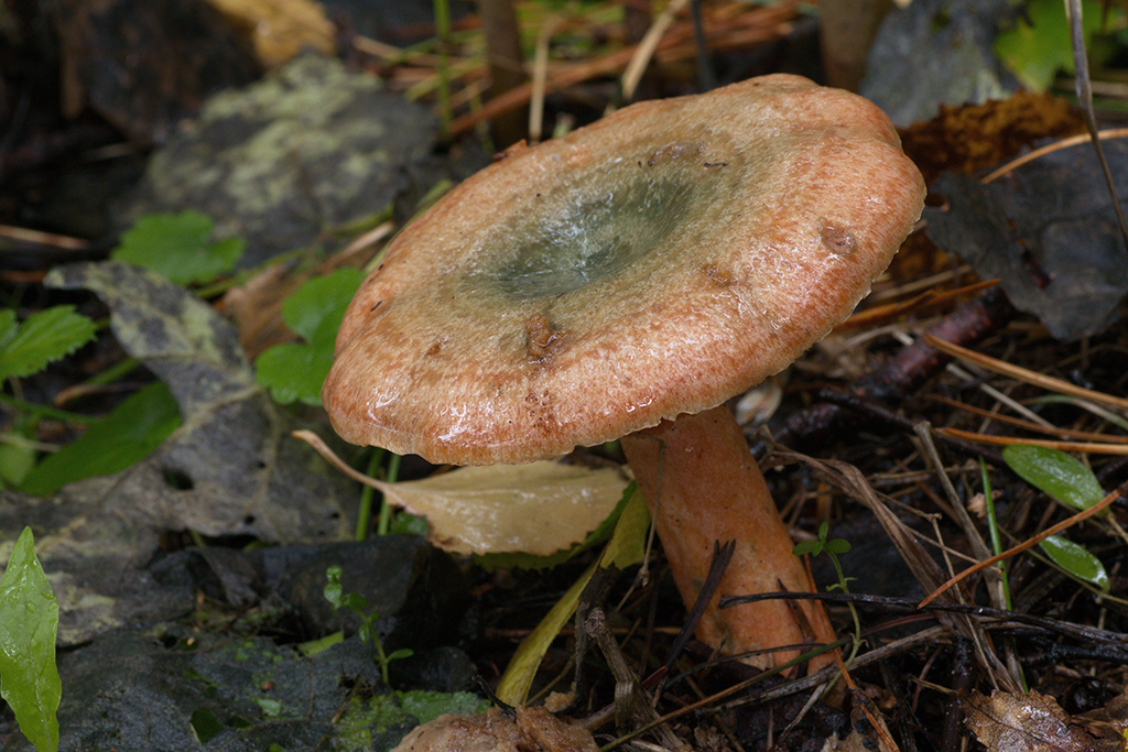 Рыжик еловый или гриб еловик (lactarius deterrimus): фото, описание и как его готовить