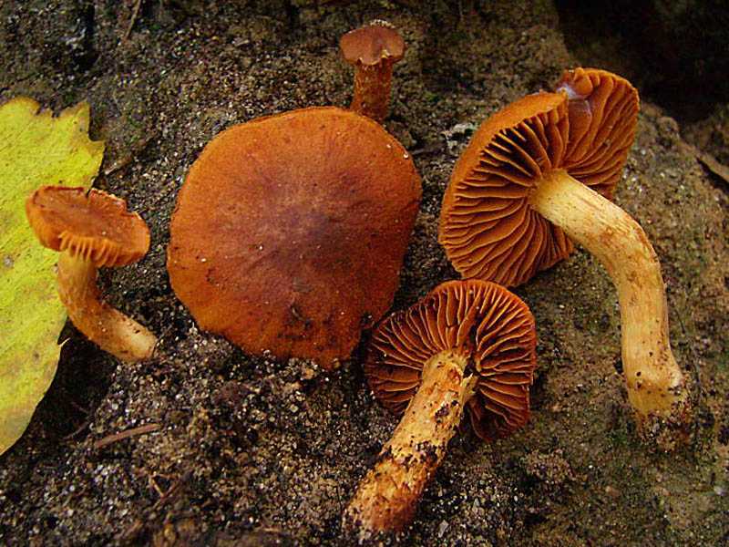 Паутинник триумфальный (cortinarius triumphans) – грибы сибири