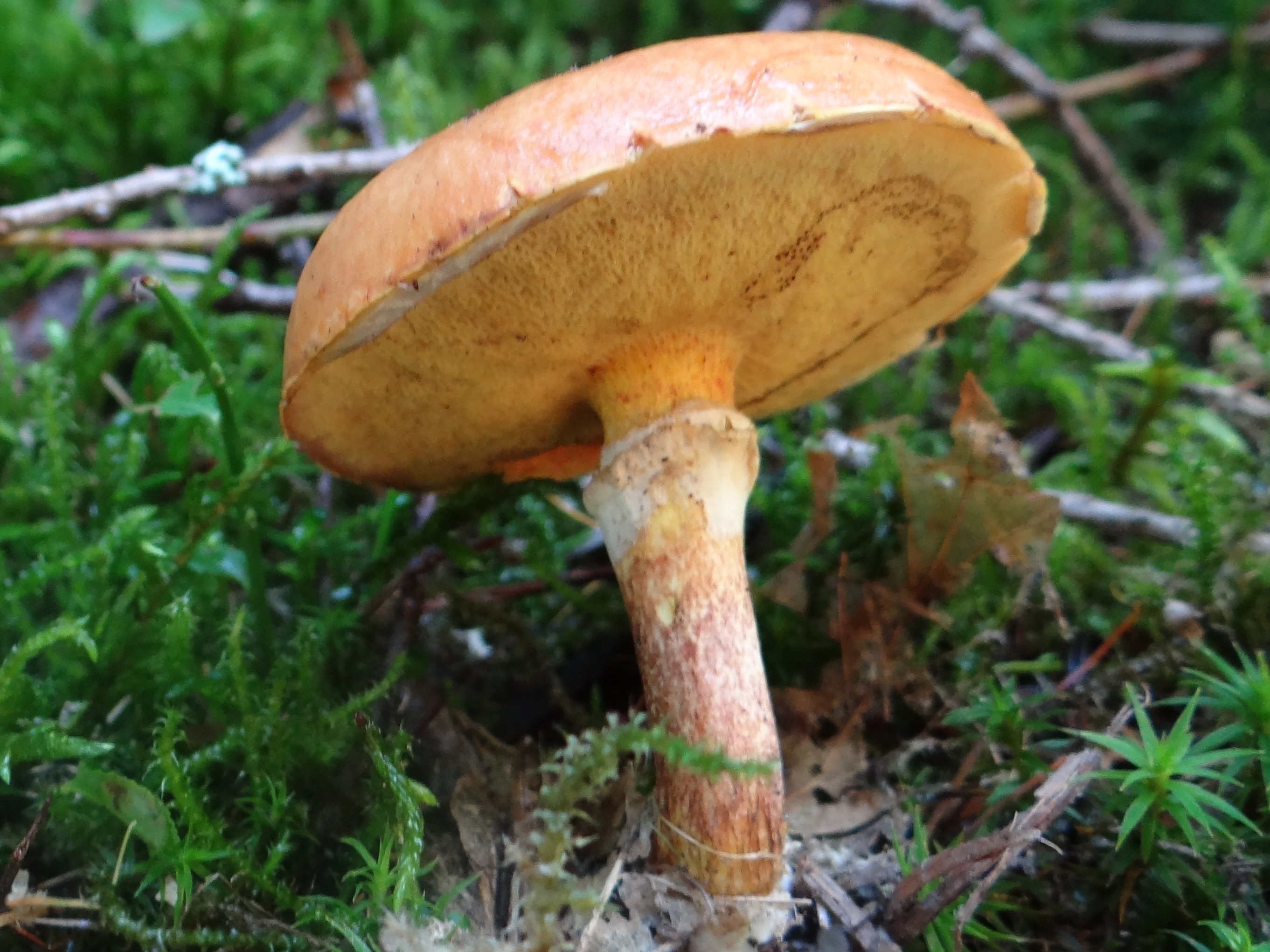 Маслёнок азиатский (suillus asiaticus) – грибы сибири