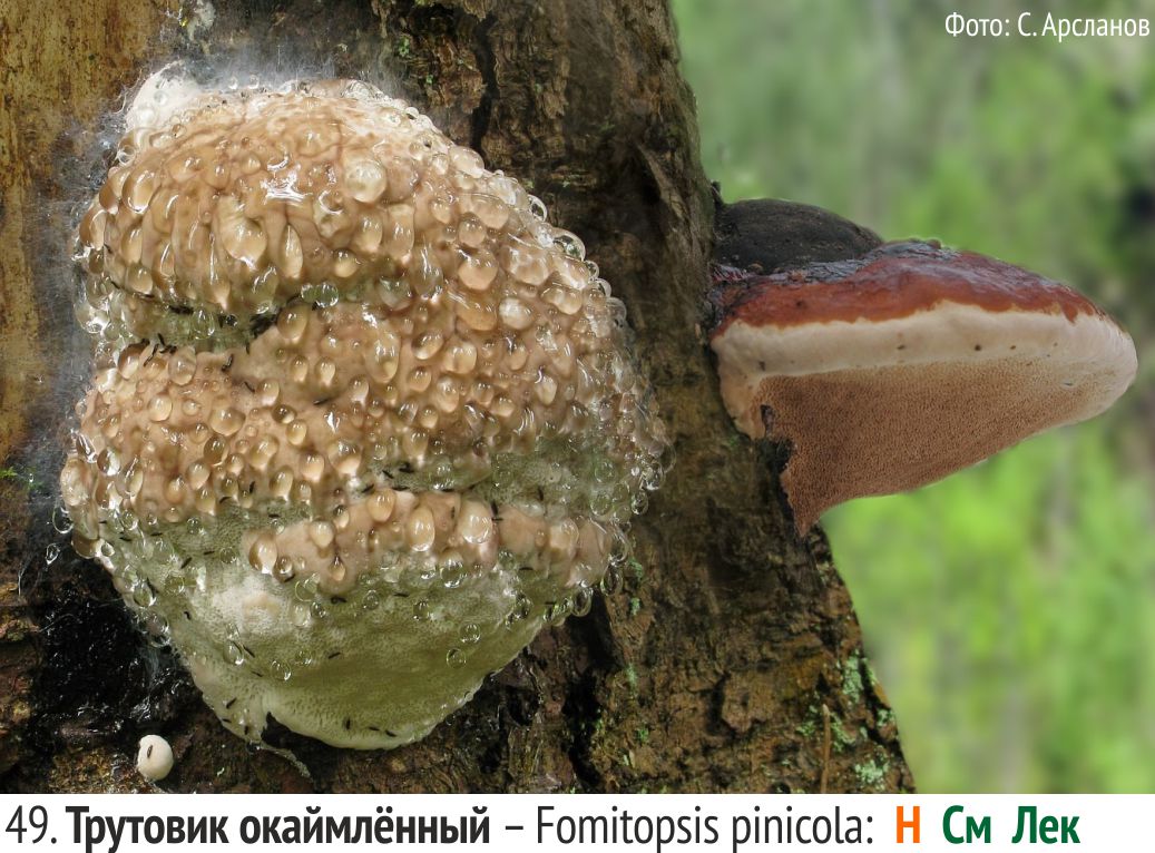 Гриб лиственничная губка - fomitopsis officinalis | гриб весёлка