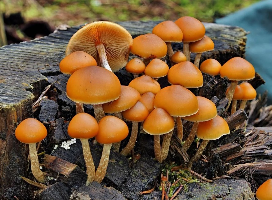 Галерина окаймленная - сильно ядовитый гриб | лесная кладовая