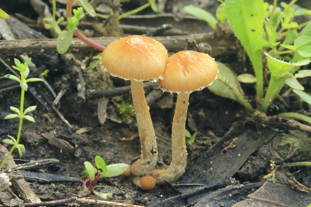 Коноцибе бархатистоножковая – гриб с галлюциногенными свойствами — викигриб