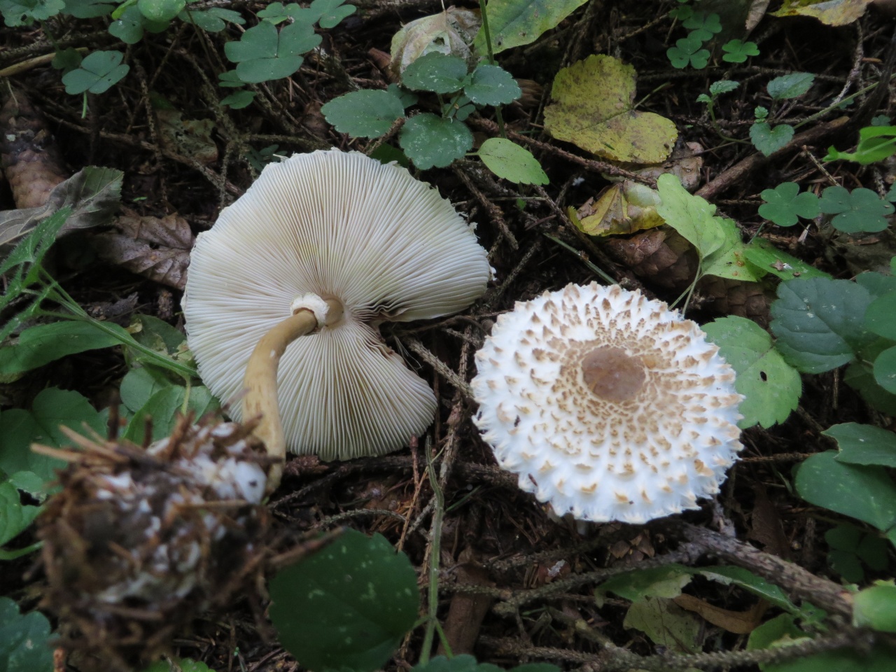 Leucoagaricus nympharum гриб-зонтик девичий фото