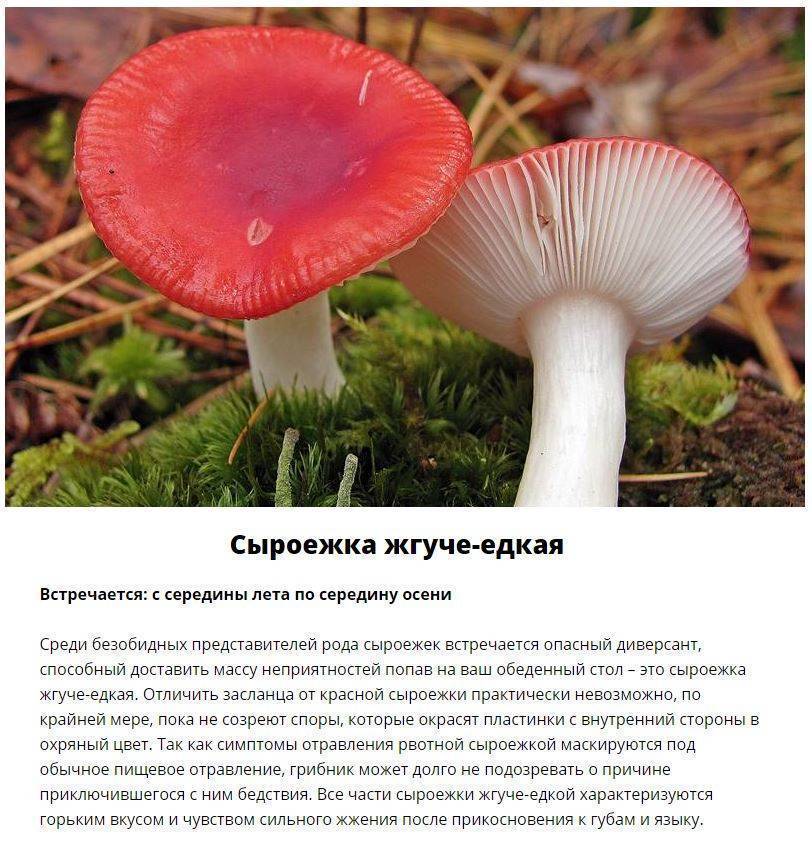 Млечник блёклый (lactarius vietus) фото и описание