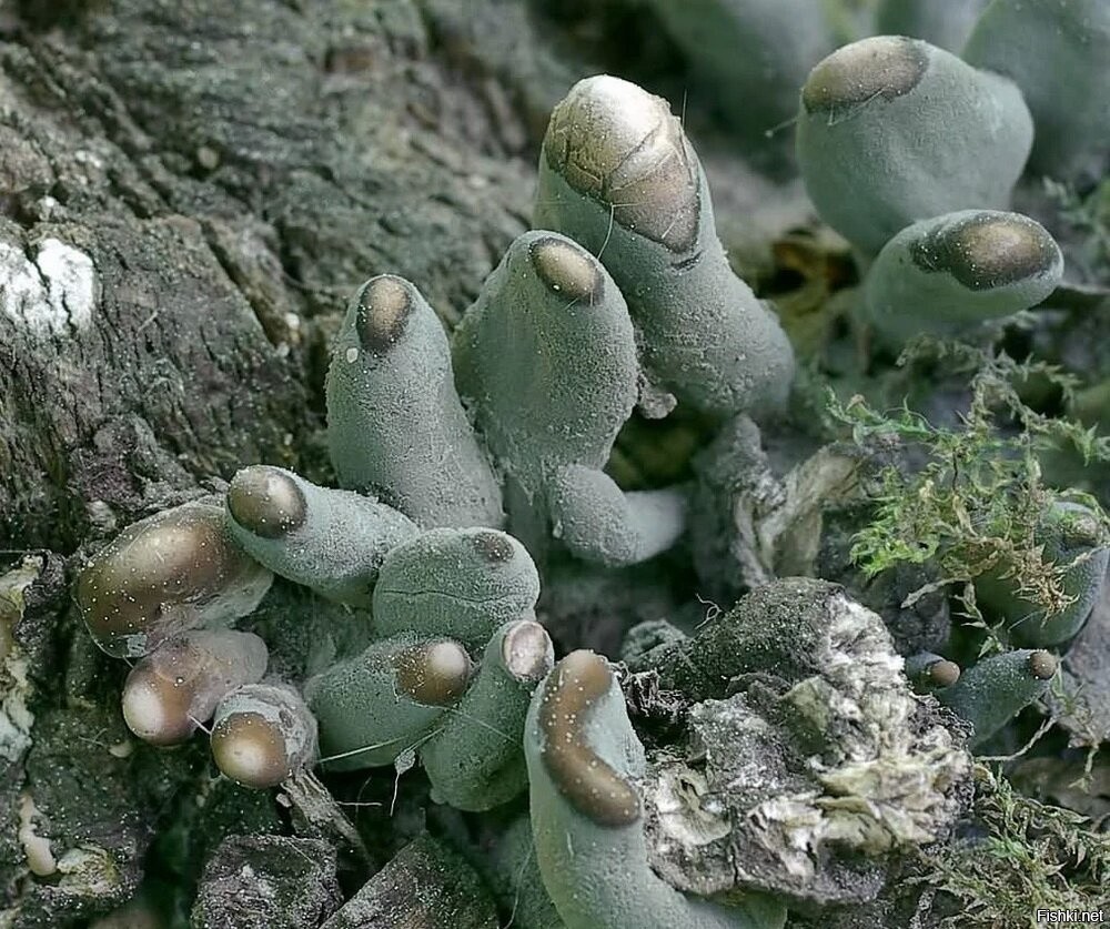 Ксилария многообразная (пальцы мертвеца): описание и фото гриба