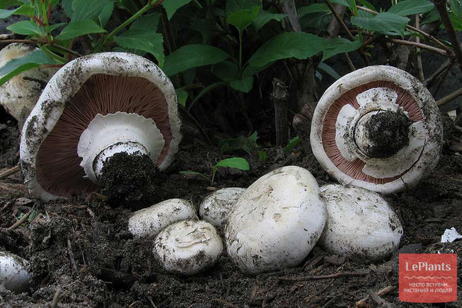 Грибы шампиньоны — фото, как вырасти и калорийность, как выглядит гриб