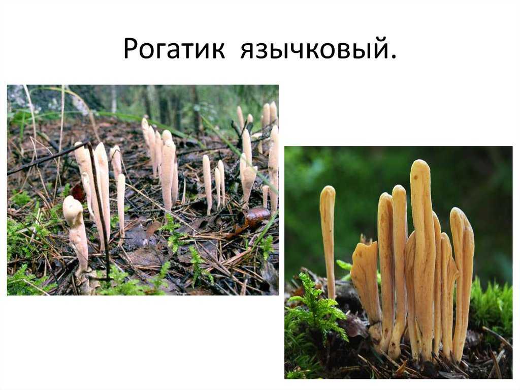 Описание гриба оленьи рожки, съедобные и ядовитые виды+фото