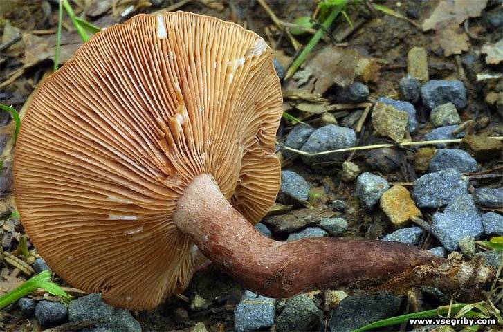 Млечник дубовый - фото и описание гриба, как готовить и где растет