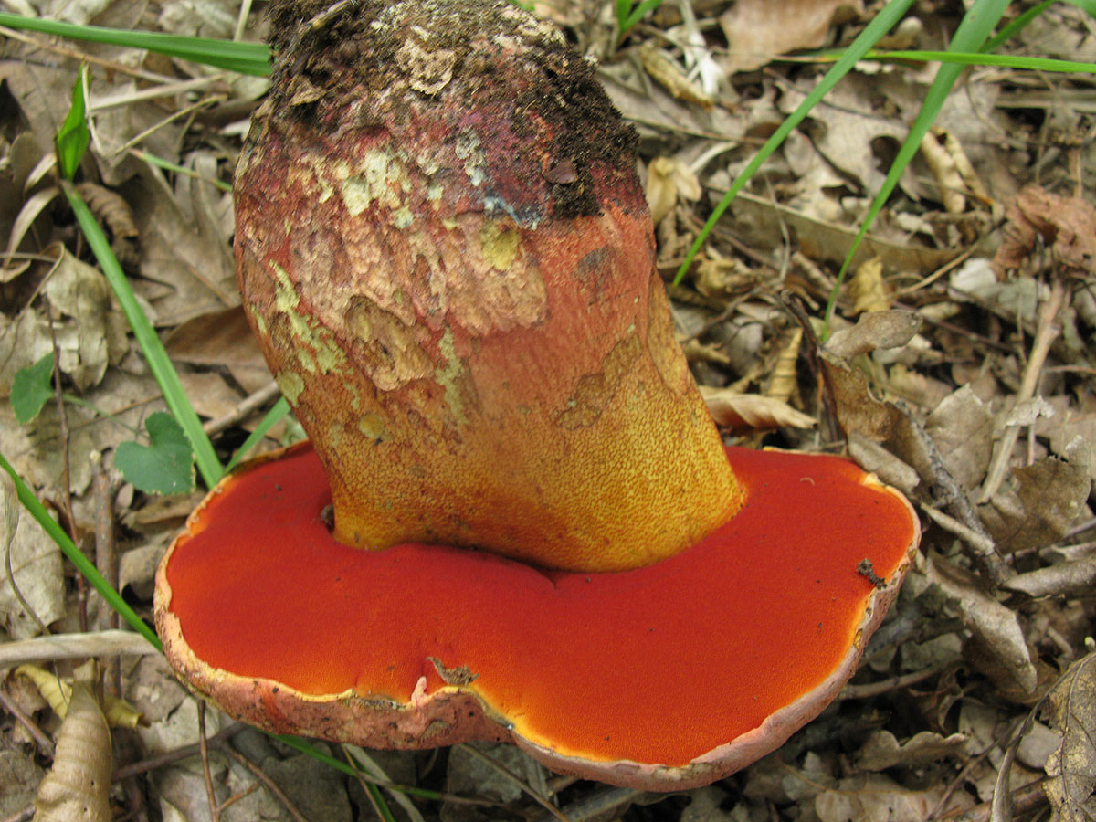 «золотистый боровик» aureoboletus projectellus – новый для россии вид трубчатых грибов
