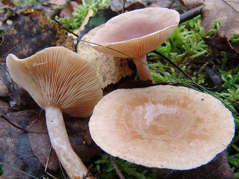 Лаковица аметистовая или лиловая: фото, описание и где растет гриб