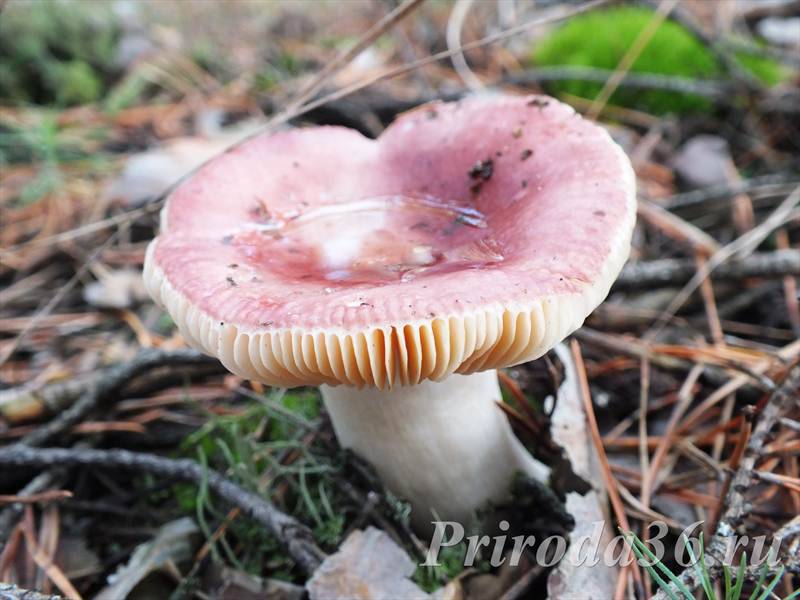 Съедобные и ядовитые грибы ростовской области: фото и названия, грибные места
