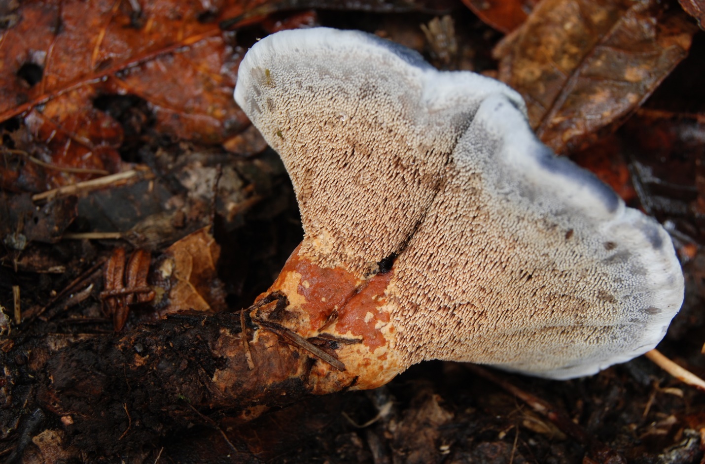 Гиднеллум пека: описание необычного гриба
