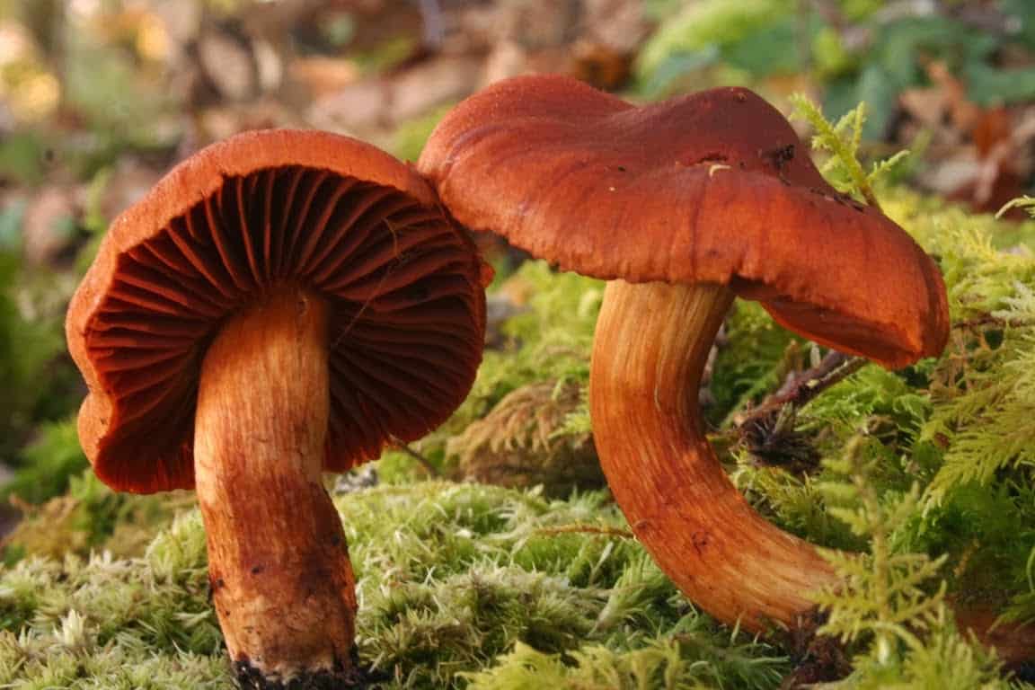 Паутинник красивейший — описание, где растет, ядовитость гриба