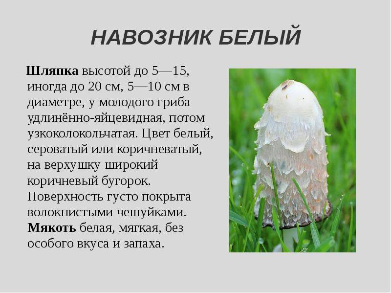 Навозник обыкновенный (coprinopsis cinerea или coprinus cinereus): фото и описание гриба