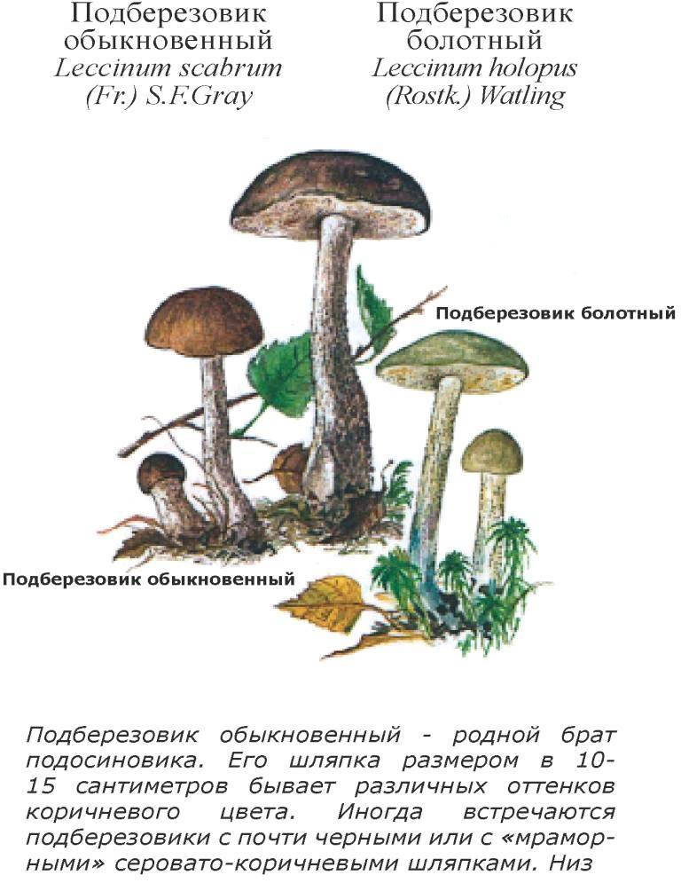 Подберезовик – описание, свойства, виды, где растет, фото
