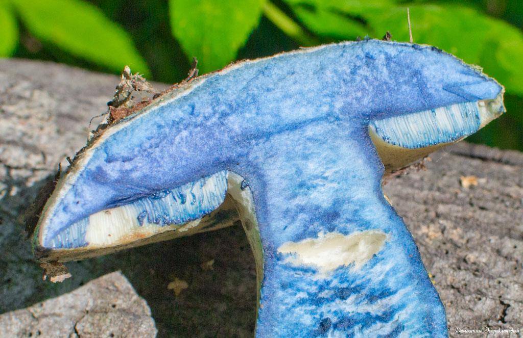 Гиропорус синеющий - описание съедобного гриба. где растет. как готовить.