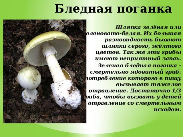Съедобные грибы похожие на поганки, их описание и внешний вид (+26 фото)