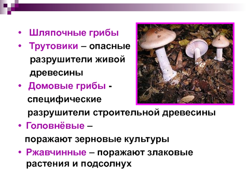 Домовой гриб – опасный разрушитель древесины — викигриб