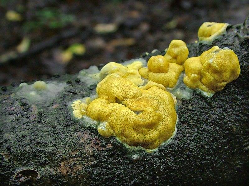 Китайский древесный гриб: фото и описание, съедобные и несъедобные виды