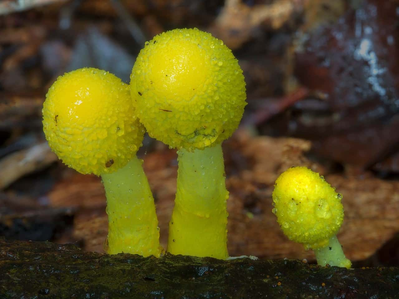 Белонавозник бирнбаума — описание, где растет, ядовитость гриба