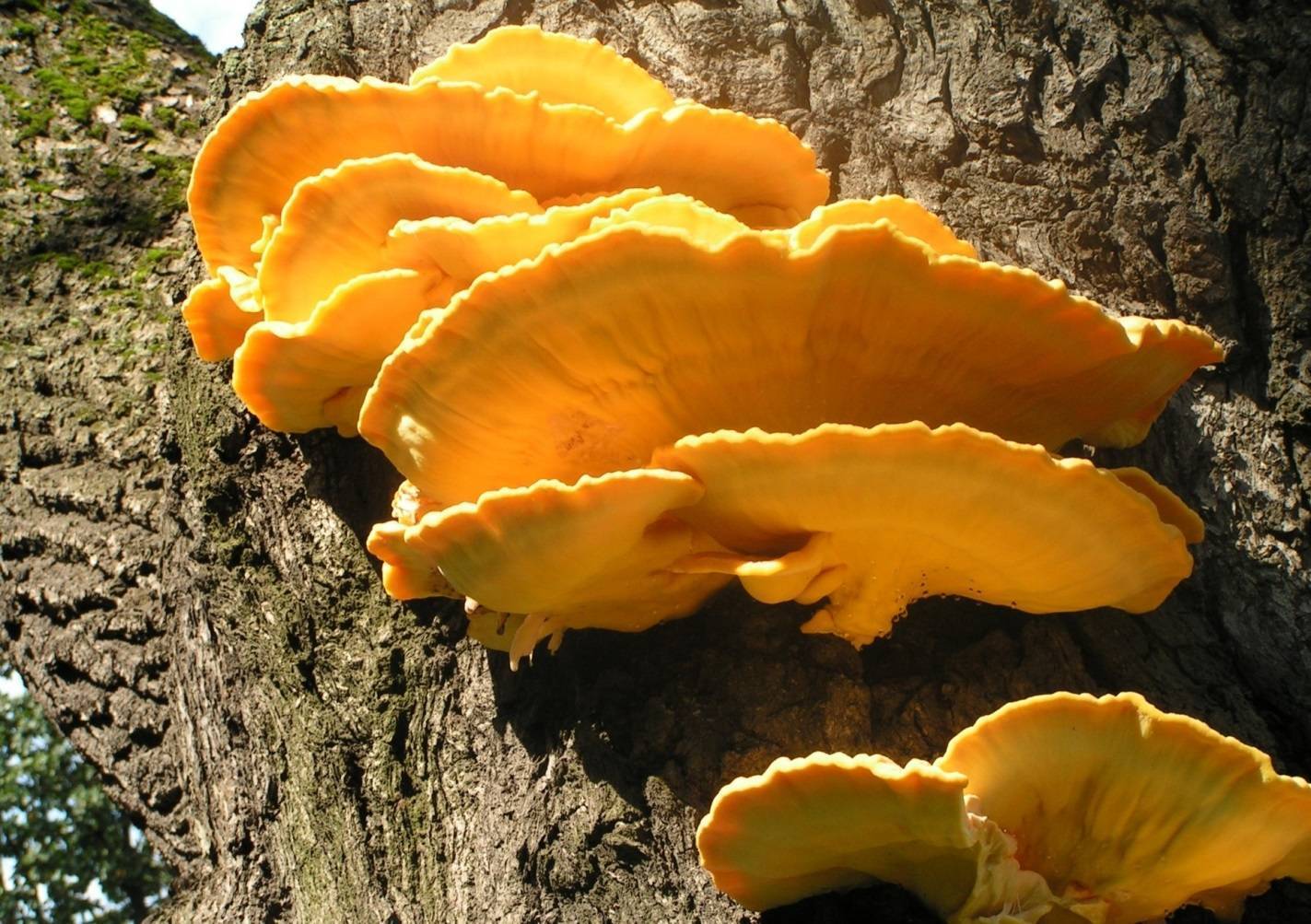 Трутовик серно желтый лечебные свойства. чем полезен гриб трутовик
