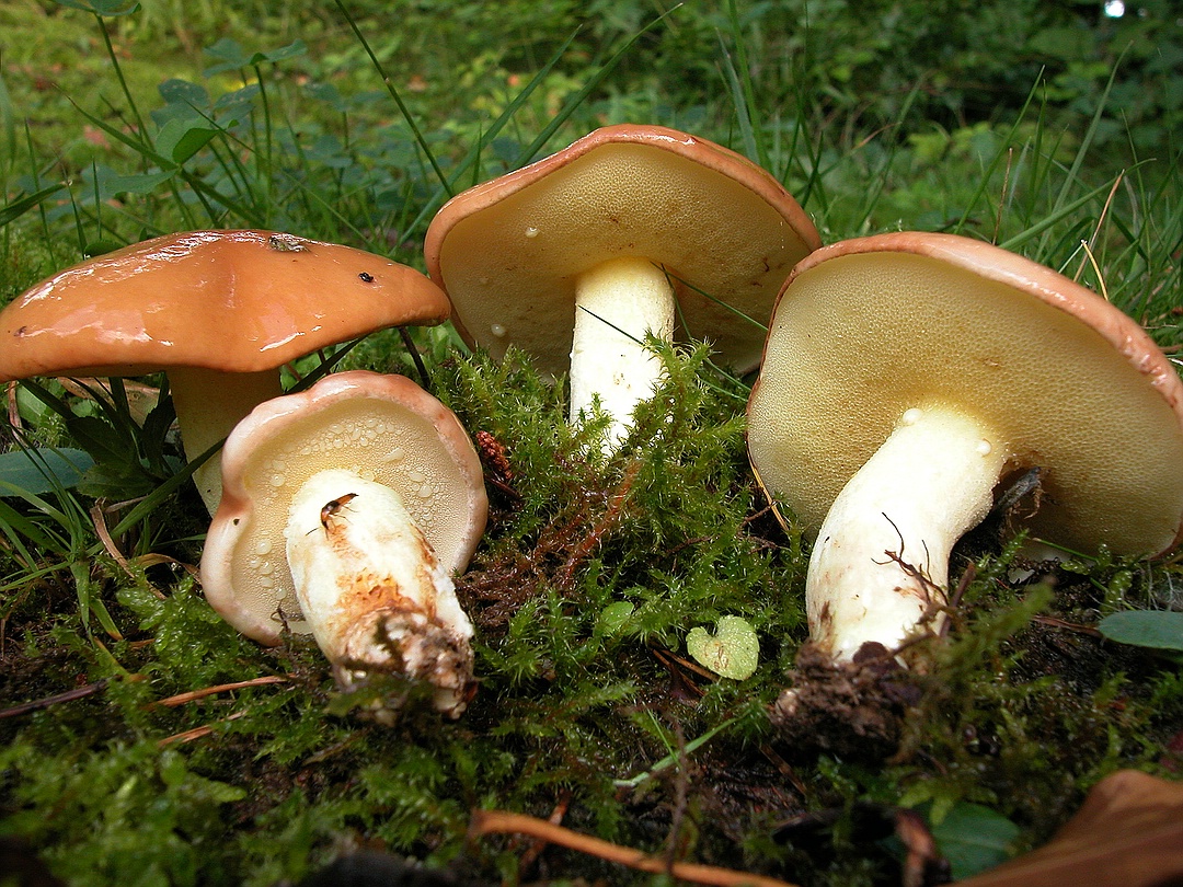 Трубчатые грибы поганки. Гриб Suillus granulatus. Пластинчатый масленок гриб. Маслёнок пластинчатый гриб. Масленок зернистый – летний гриб.