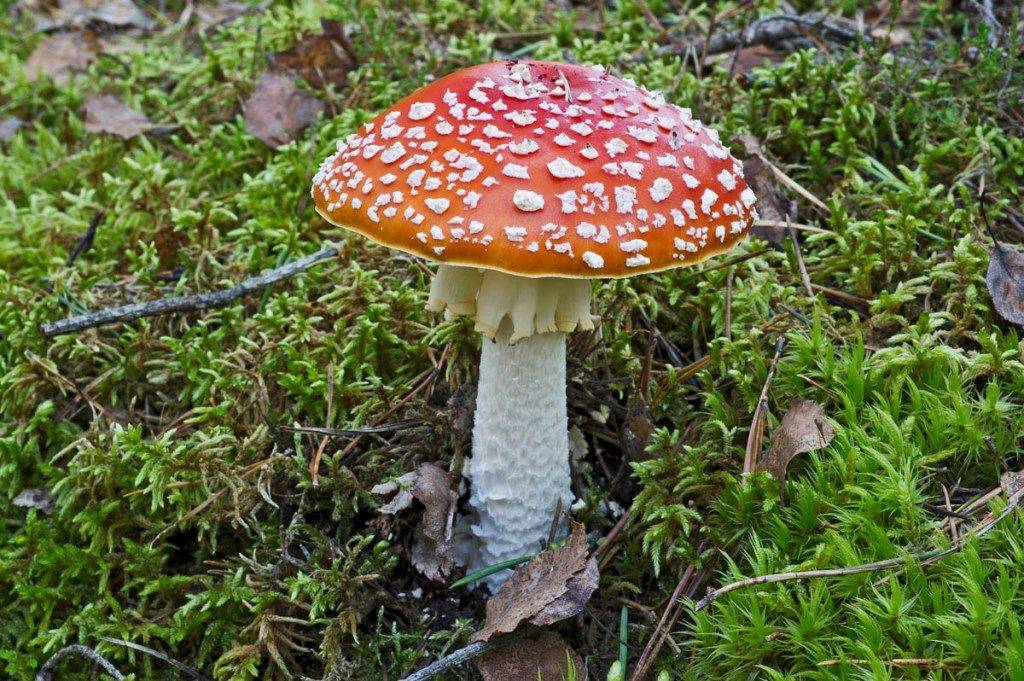 Белый мухомор (amanita verna) или весенняя поганка: фото и описание гриба