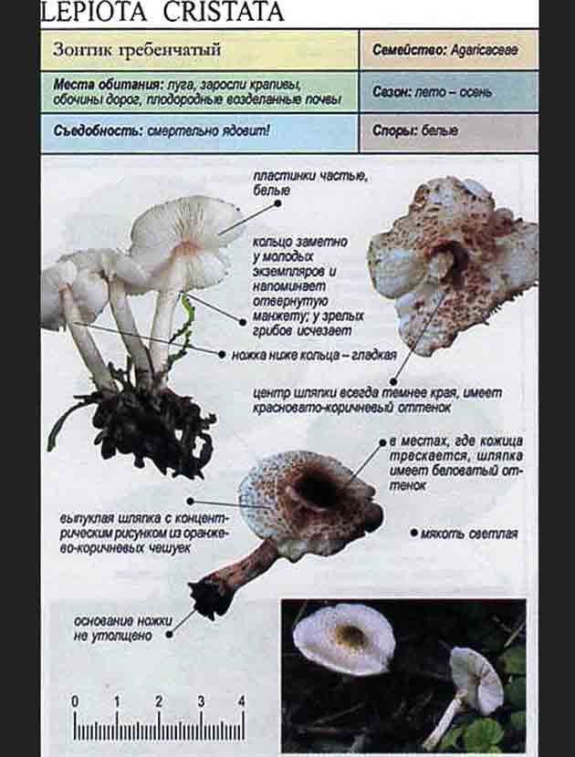 Гриб зонтик - съедобные и ядовитые виды зонтиков, фото и описание, как выглядит и где растет