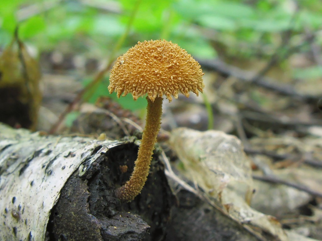 Flammulaster muricatus: the ultimate mushroom guide