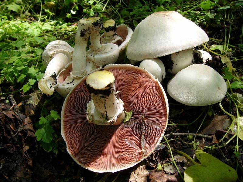 Шампиньон – описание и характеристика, фото гриба, польза и вред