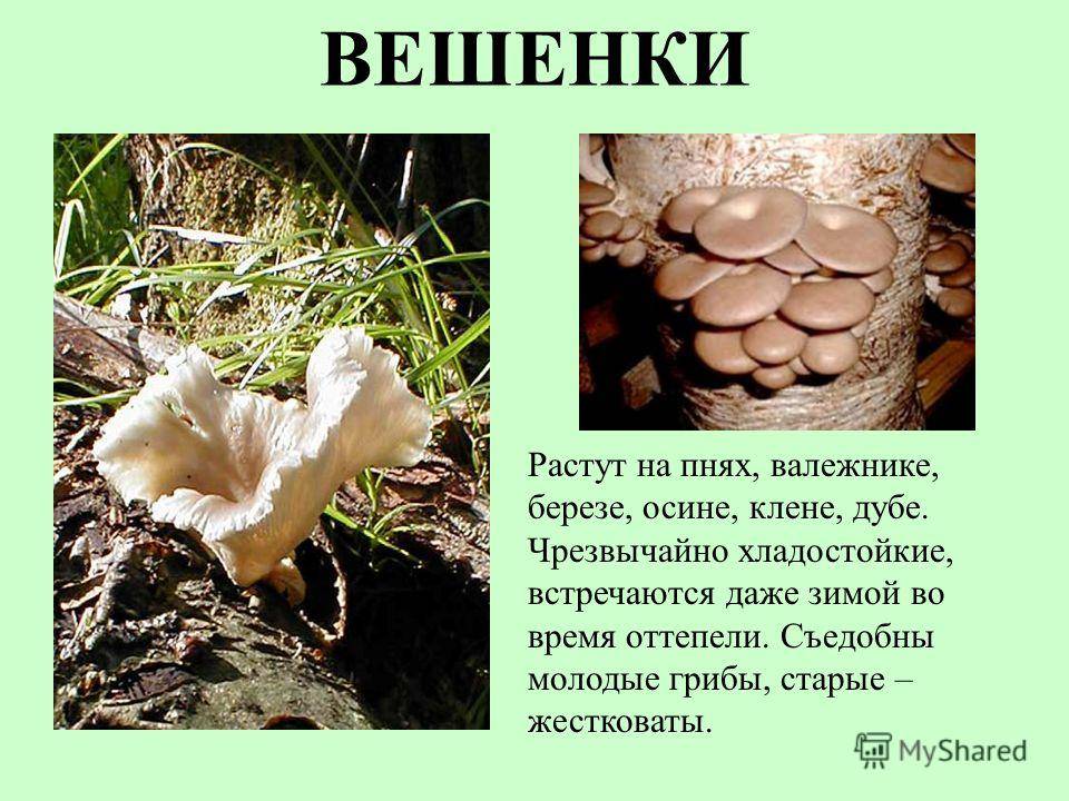 Исчезнувшие виды грибов. редкие и исчезающие виды грибов, растений и животных красной книги россии