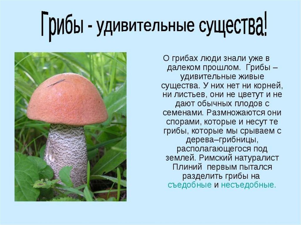 Сочинение на тему красота грибов. Доклад про грибы. Доклад по грибам. Доклад на тему грибы. Доклад на тему грибы 3 класс.