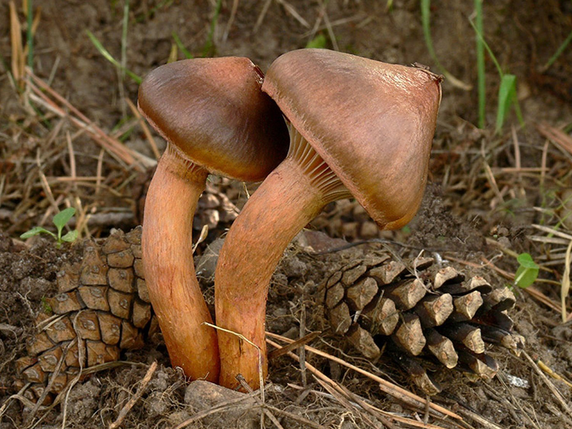 Мокруха пурпуровая (или сосновая): фото, описание гриба, как его приготовить.