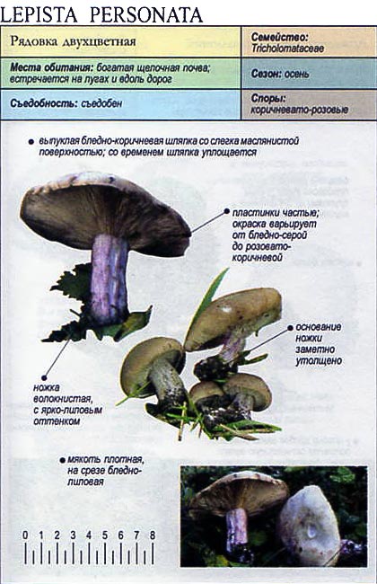 Рядовка чешуйчатая - фото и описание гриба, съедобный или нет