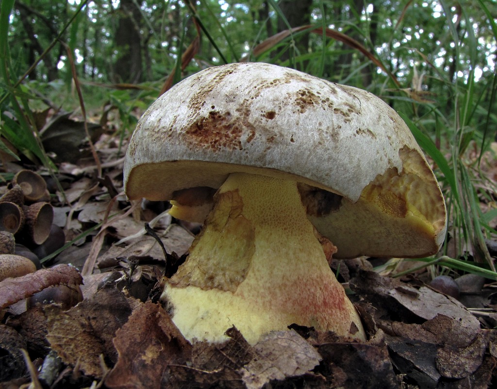 В каких лесах растут белые грибы, где их искать и в какое время года; виды боровиков