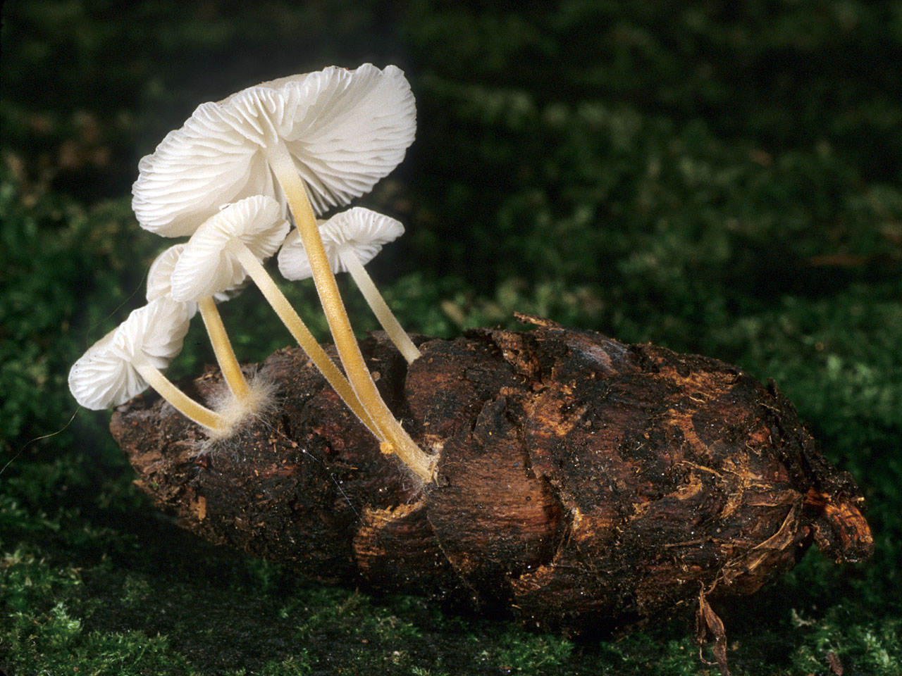 Весенние грибы: съедобные и несъедобные виды
