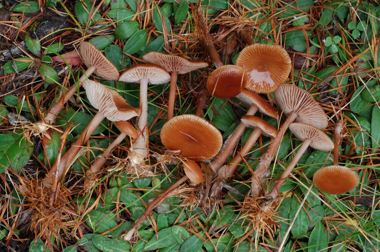 Опенок зимний -  описание гриба. когда и где собирать. особенности приготовения