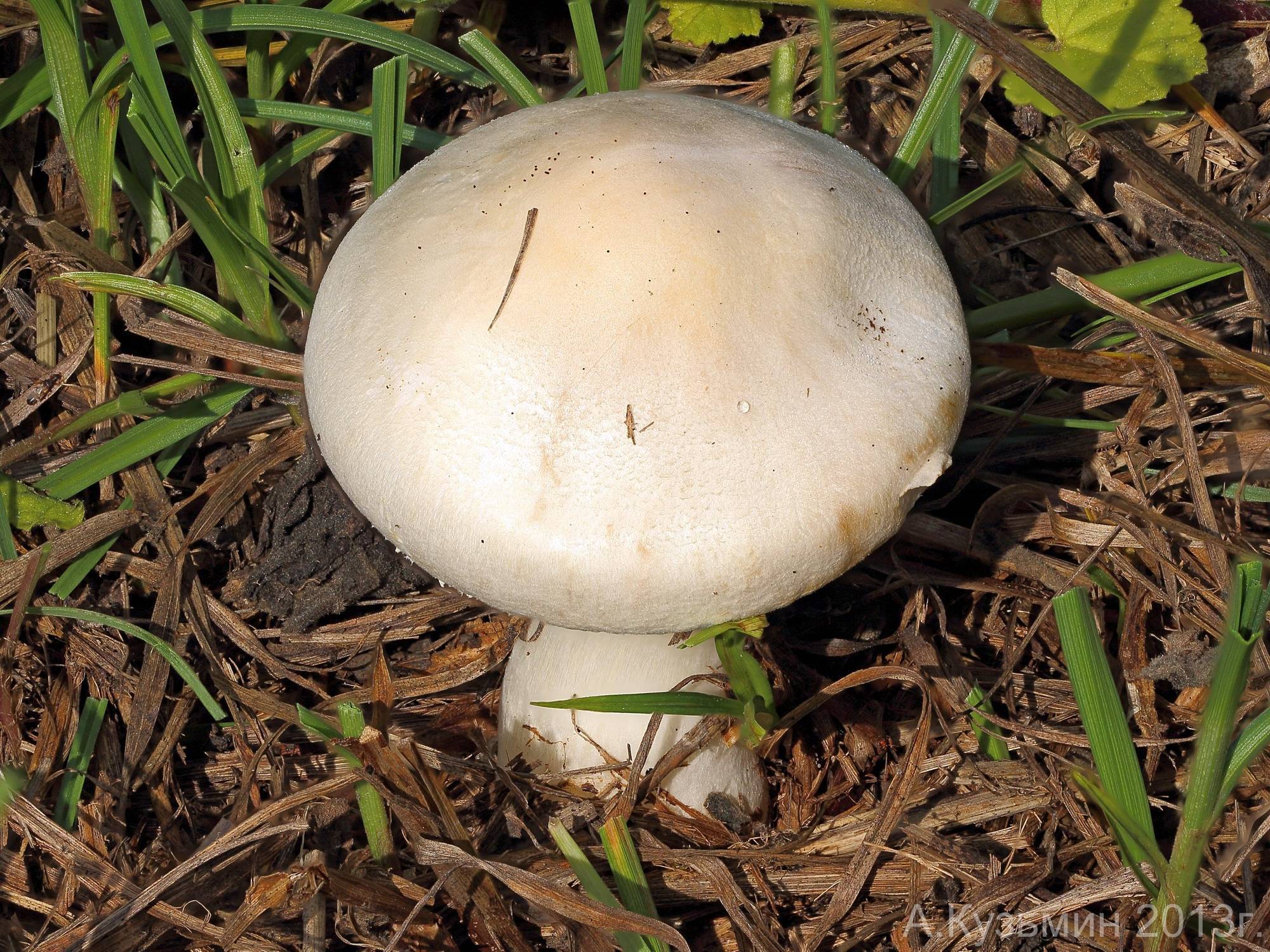 Описание разновидностей грибов: белошампиньон краснопластинчатый