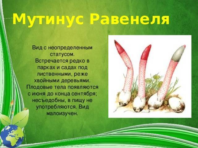 Мутинус собачий - фото и описание гриба из красной книги, лечебные свойства, mutinus caninus