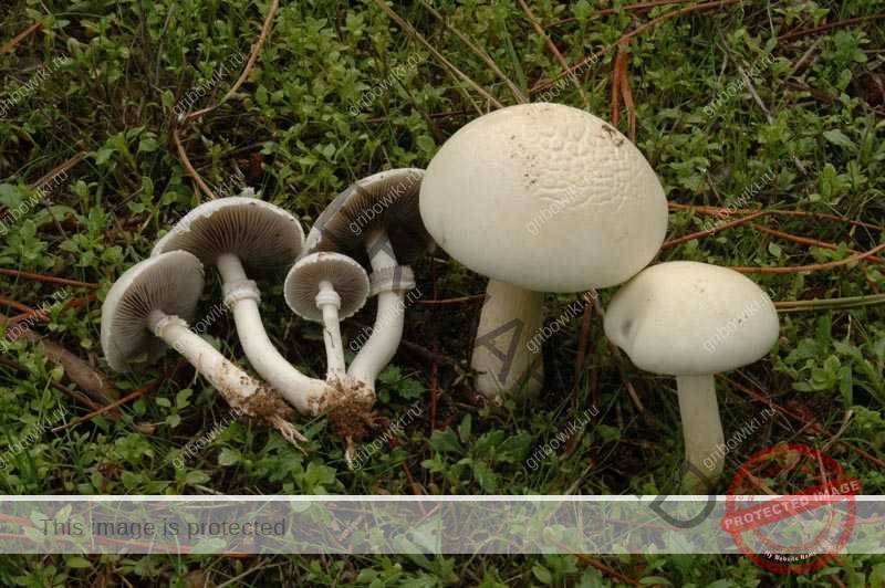 Строфария сине-зеленая: что общего у этого гриба с опиумом? — викигриб
