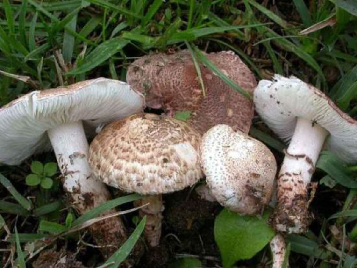 Лепиота коричнево-красная или гриб зонтик чешуйчатый (lepiota brunneoincarnata): фото, описание и признаки отравления