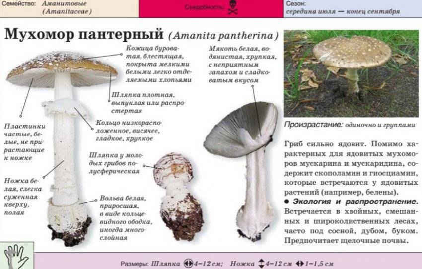 Гриб-зонтик – описание, съедобные и ядовитые виды, фото