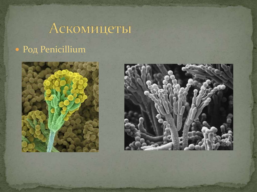 Пеницилл консумент. Сумчатые грибы аскомицеты. Пеницилл это аскомицеты Зигомицеты. Аскомицеты представители грибов. Аскомицеты плесневые.