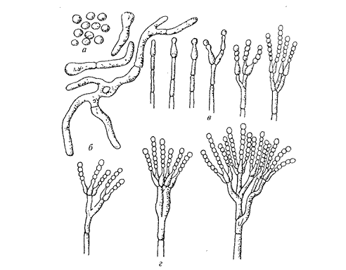 Сордариомицеты - sordariomycetes