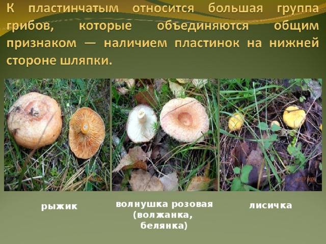 Ложный рыжик: фото и описание гриба, как выглядит и как отличить от настоящего
