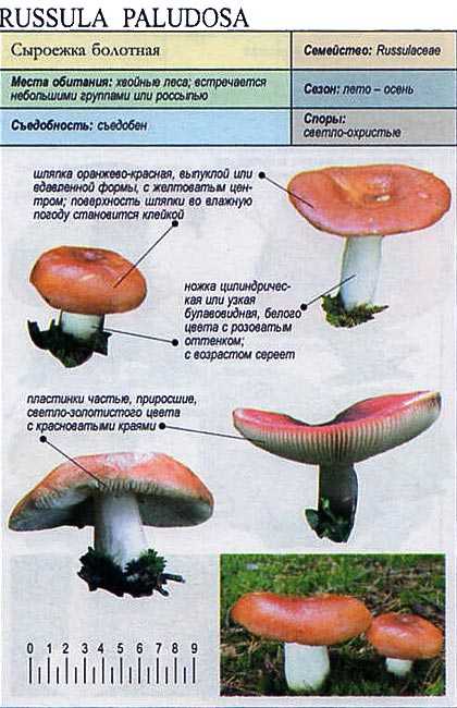 Сыроежка золотистая - описание, где растет, ядовитость гриба